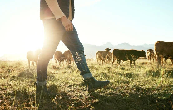 Discover the Best of NZ Meat: From Farm to Butcher to You